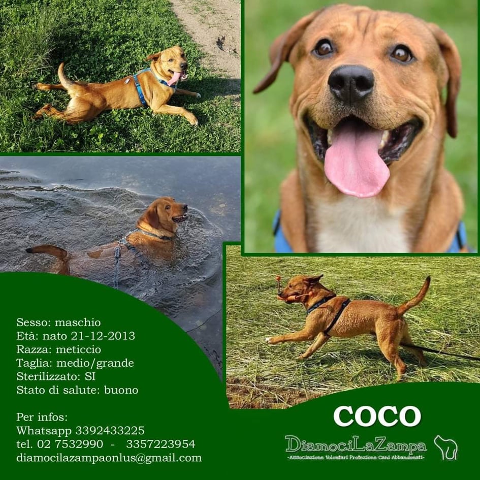 coco 242701085_1009210789930030_7634123198736603985_n